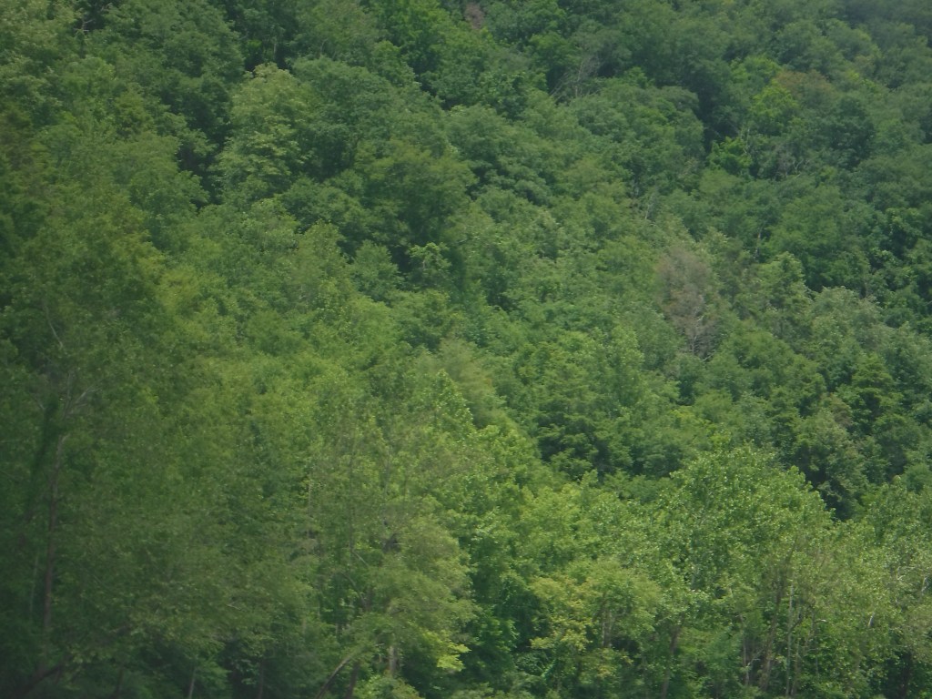 How to Take a Crap in the Woods – Part 2 (Episode 2)